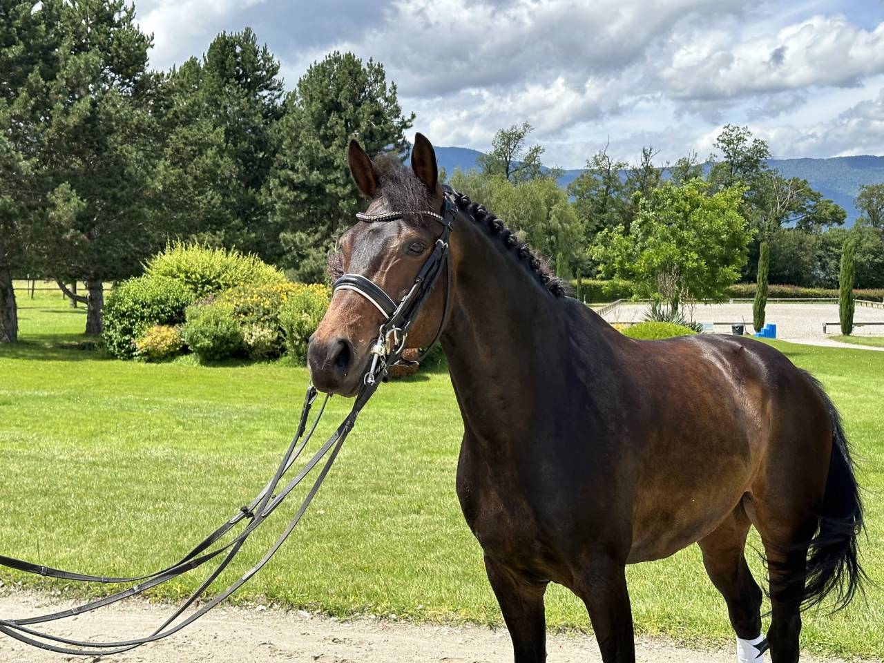 Hongre - KWPN - 14 ans - Dressage / PSG - France