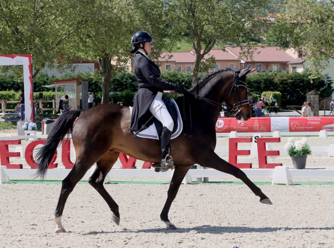 Hongre - KWPN - 14 ans - Dressage / PSG - France