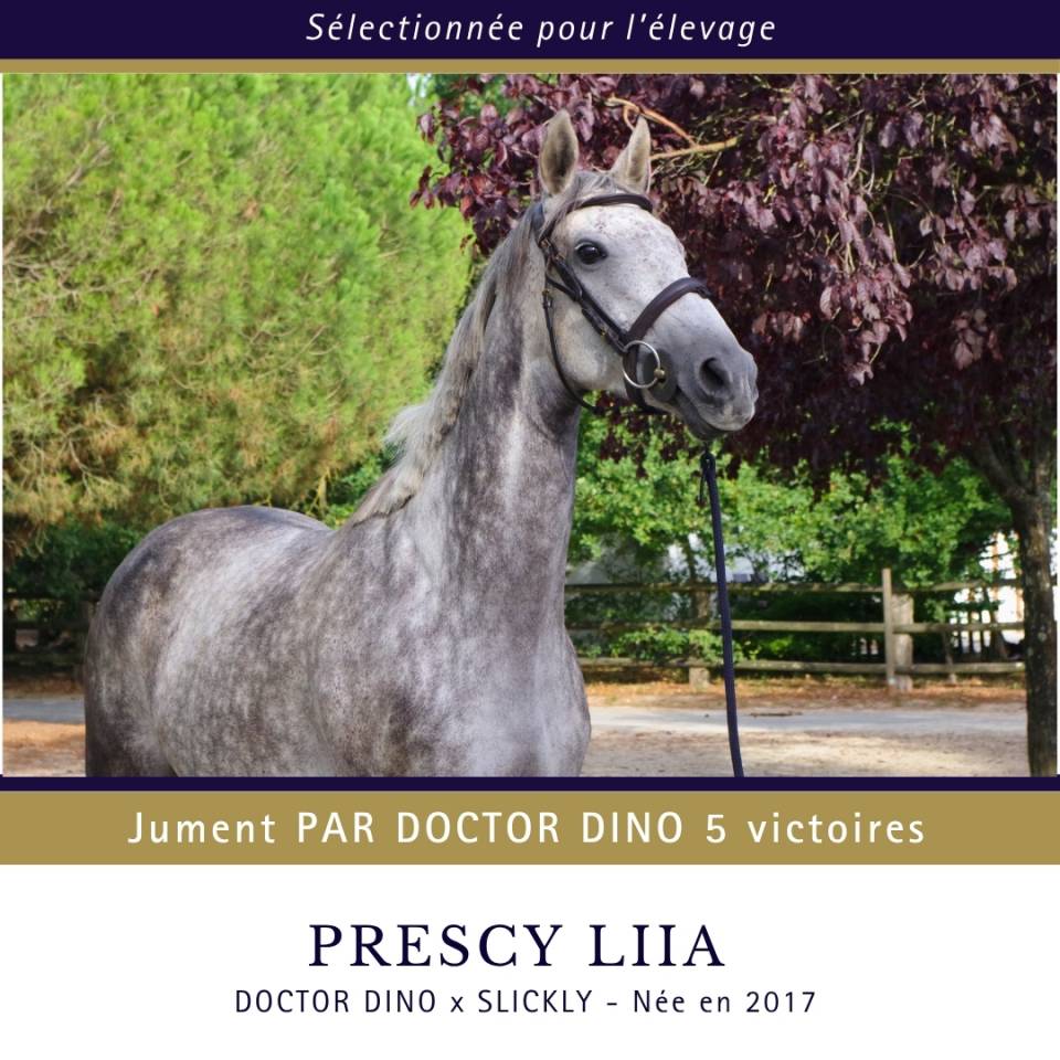 Jument par DOCTOR DINO 5 victoires