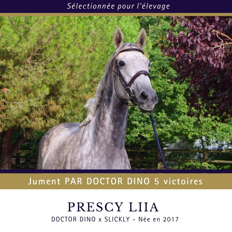 Jument par DOCTOR DINO 5 victoires