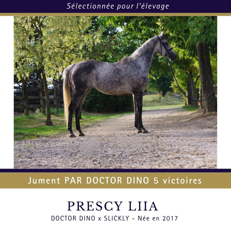 Jument par DOCTOR DINO 5 victoires