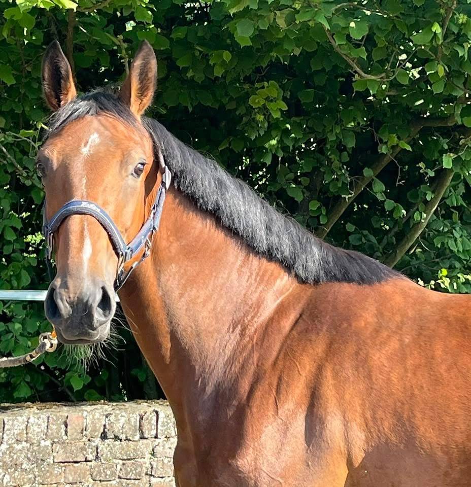 Splendide jument 6 ans, sBs, +- 1m62