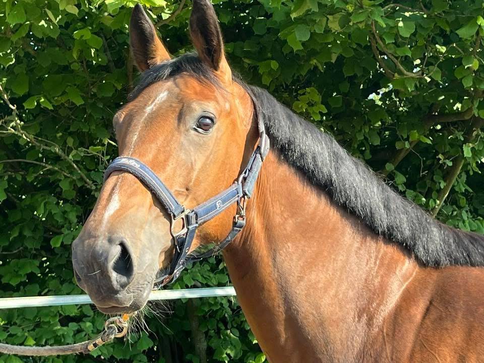 Splendide jument 6 ans, sBs, +- 1m62