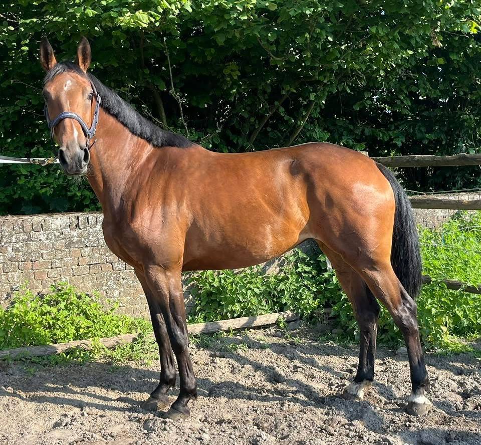Splendide jument 6 ans, sBs, +- 1m62