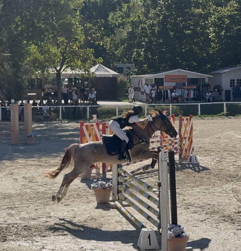 Hongre Poney de Selle Anglais A vendre 2017 Rouan