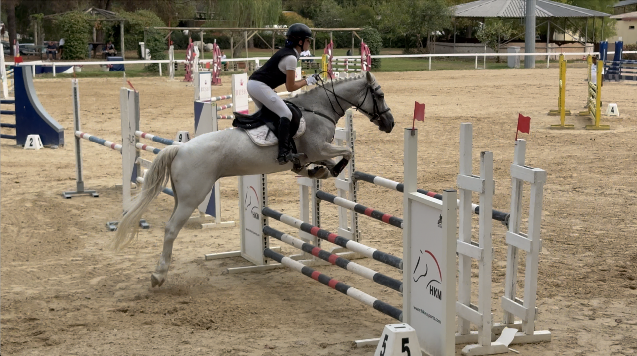 Jument Welsh Poney (Section D), Welsh Cob  A vendre 2009 Gris