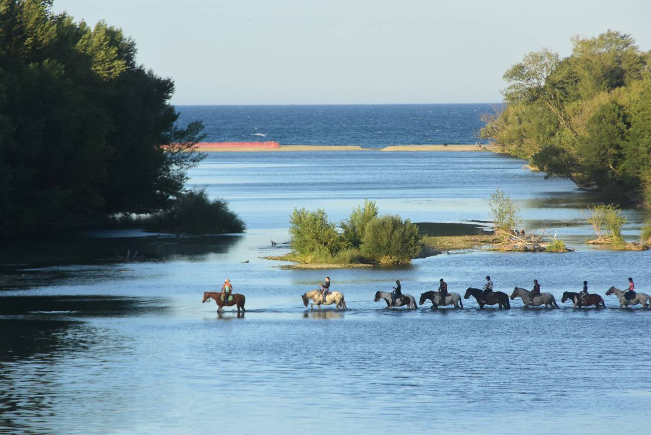 VEND CENTRE EQUESTRE ET CHEPTEL