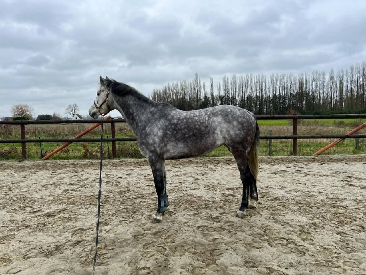 Jument 8ans par casall