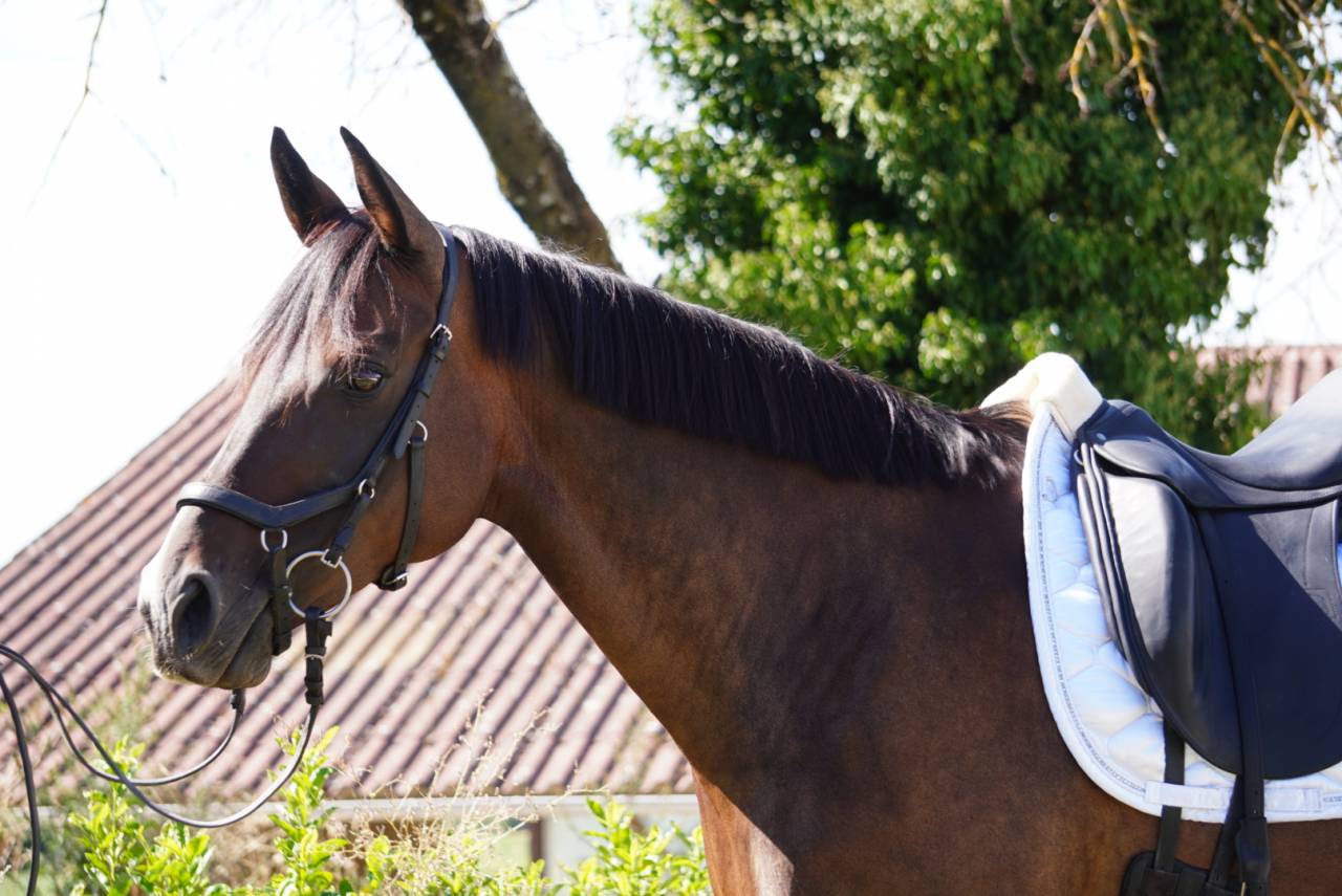 Jument -Selle Fran&ccedil;ais-12 ans-Dressage-CSO-CCE-France