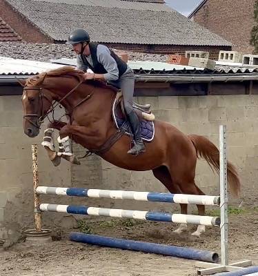 Jolie jument 4 ans, +-1m67, Origine Conthargos