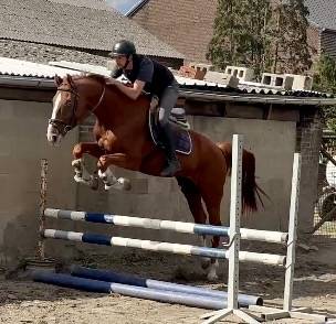 Hongre 7 ans, +-1m65, bwp par Nixon vh Meulenhof
