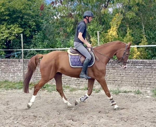 Hongre 7 ans, +-1m65, bwp par Nixon vh Meulenhof
