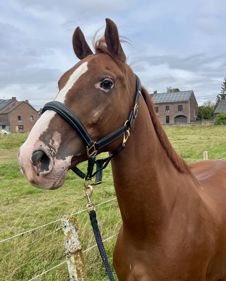Hongre 7 ans, +-1m65, bwp par Nixon vh Meulenhof