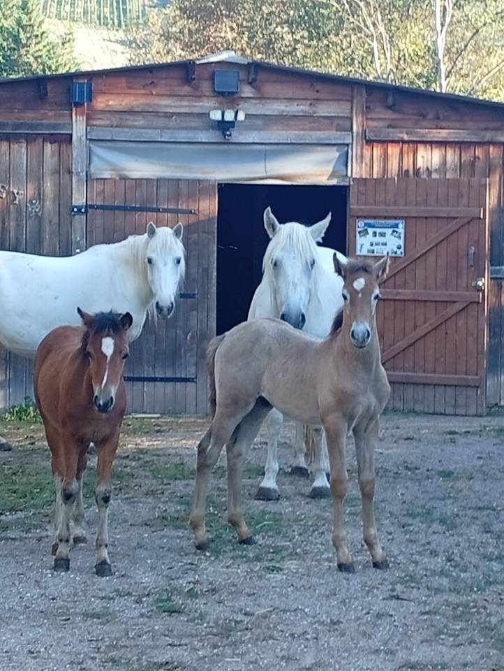 Camargue PP