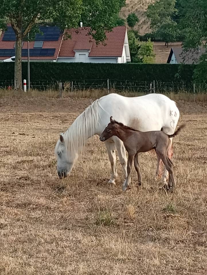 Camargue PP