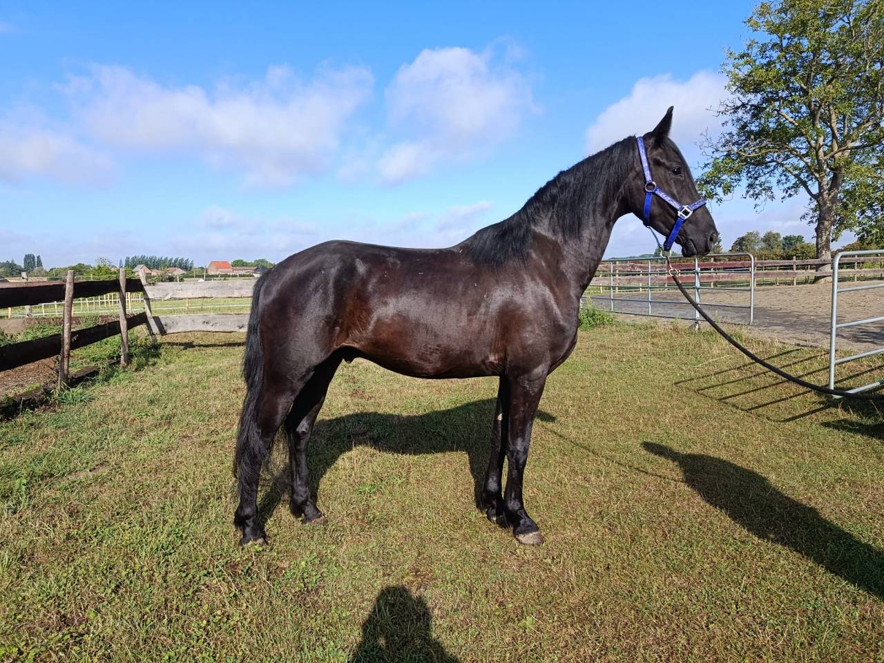 Hongre frison