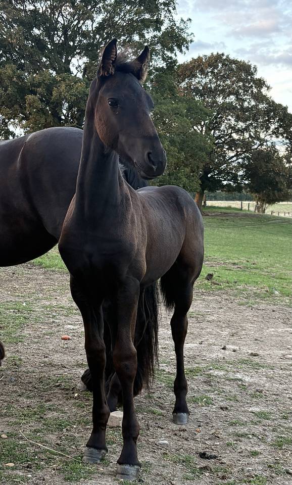 Magnifique poulain frison 