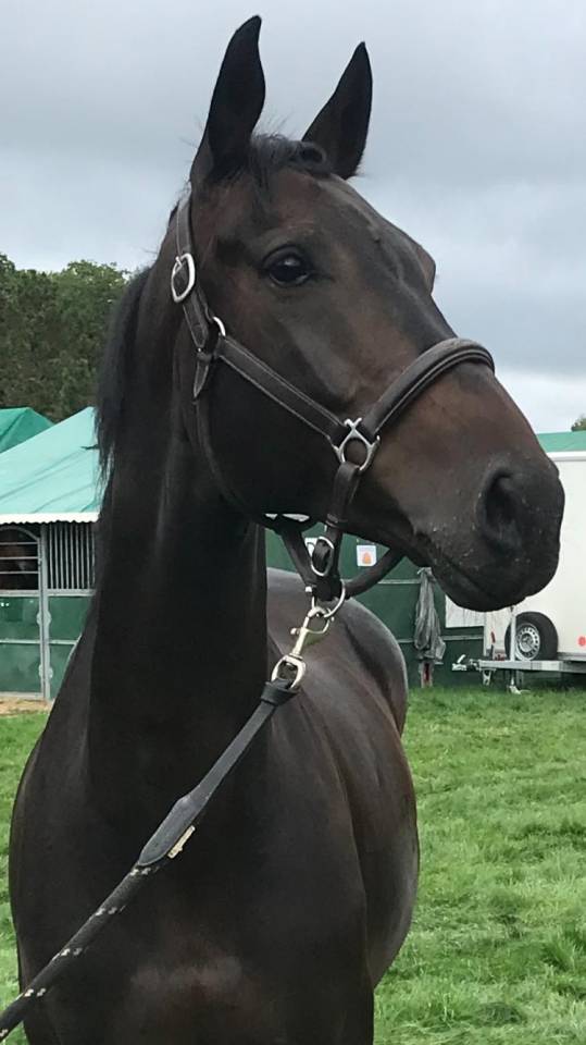 Top cheval amateur 