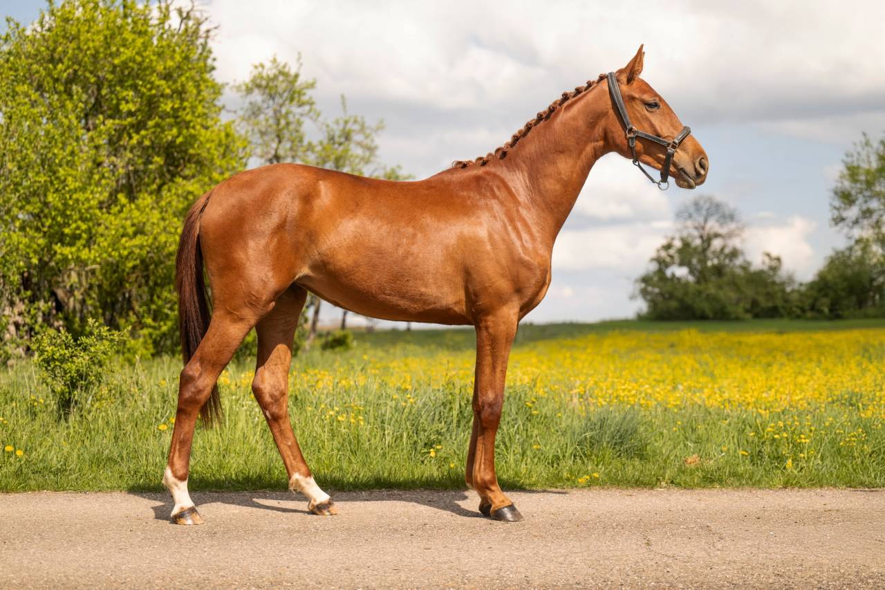 Pouliche - BWP - 2 ans - Dressage - France