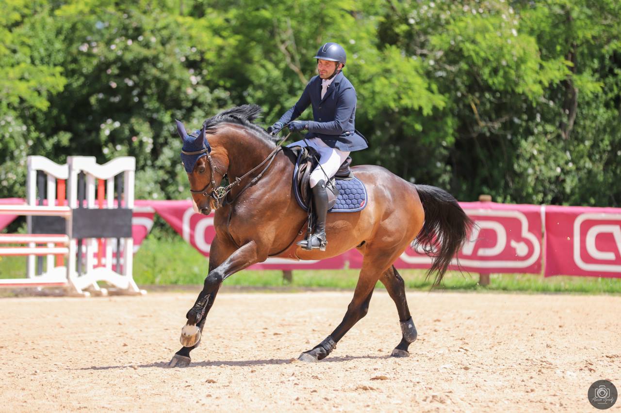 CSO - Hongre de 8 ans 