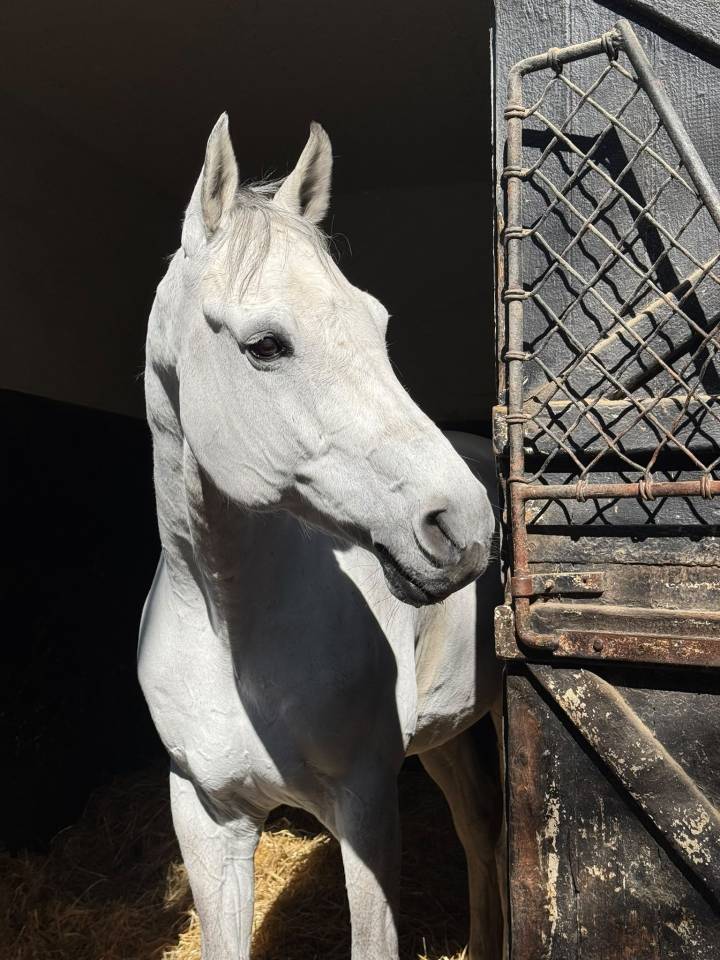 Cassalo &ndash; Hongre de 11 ans &ndash; 1m68