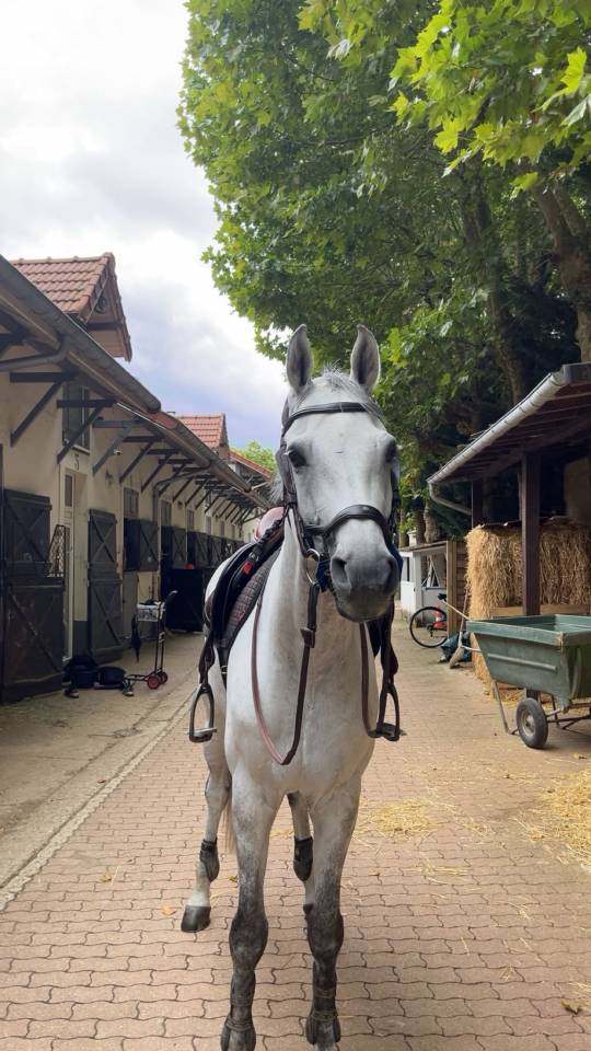Cassalo &ndash; Hongre de 11 ans &ndash; 1m68