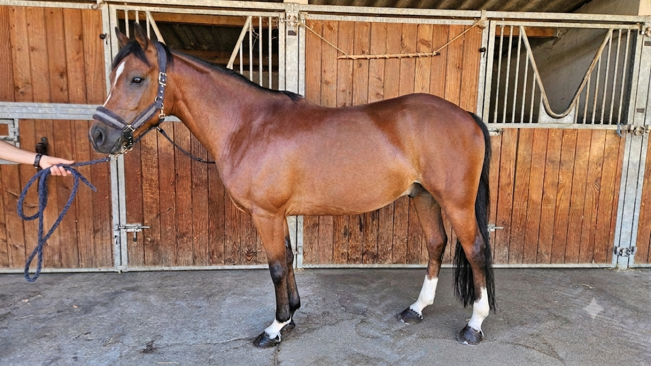 PFS Hongre 9 ans - P Elite As2