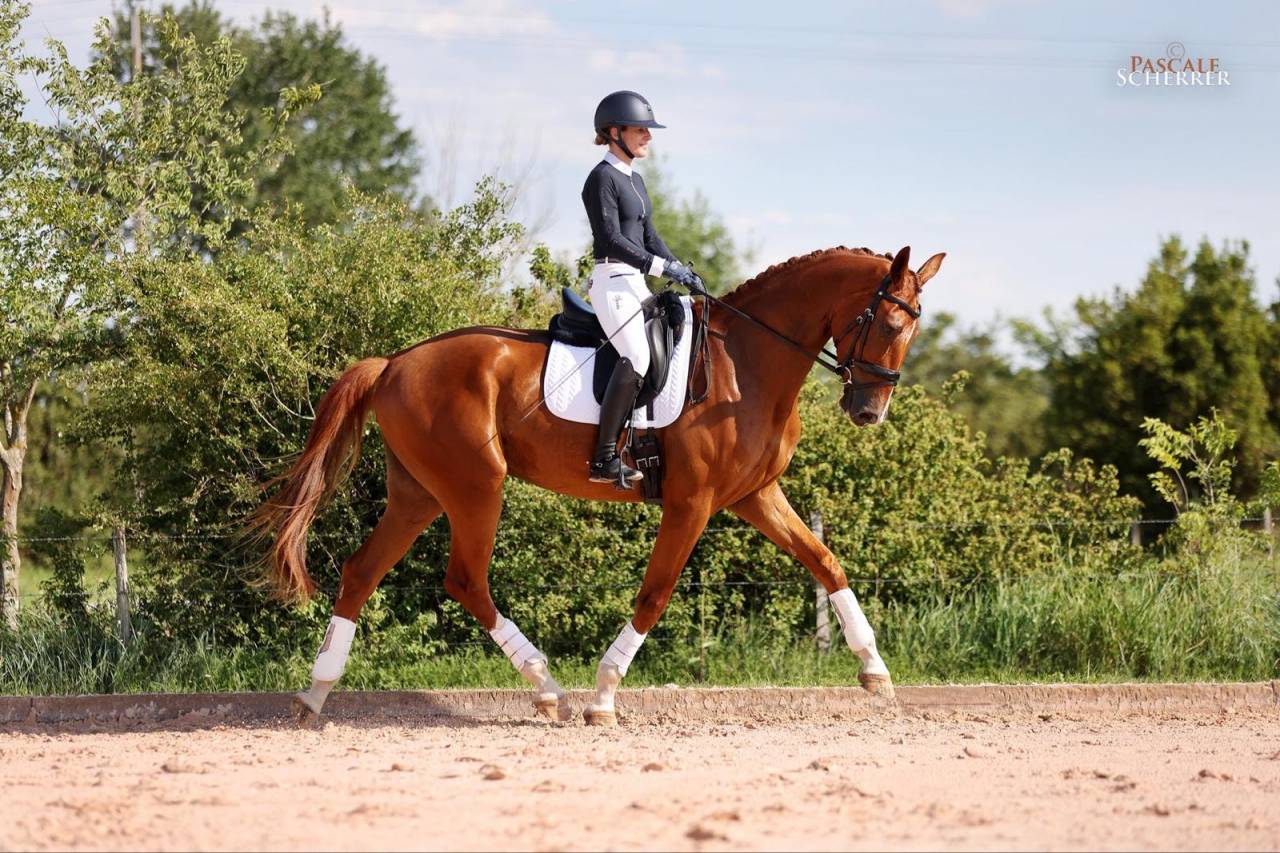 Hongre - Hanovrien - 5 ans - Dressage - France