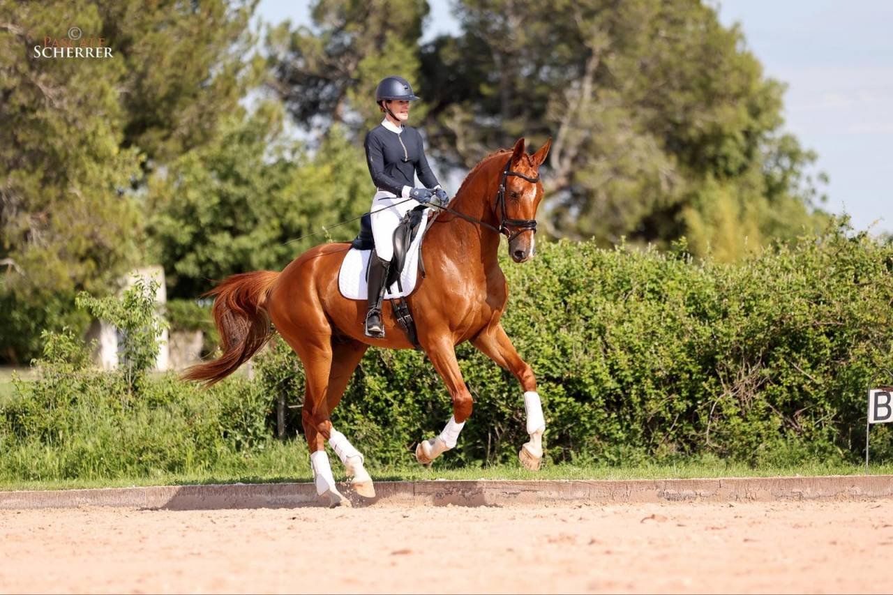 Hongre - Hanovrien - 5 ans - Dressage - France
