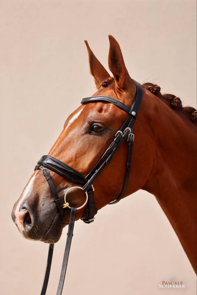 Hongre - Hanovrien - 5 ans - Dressage - France