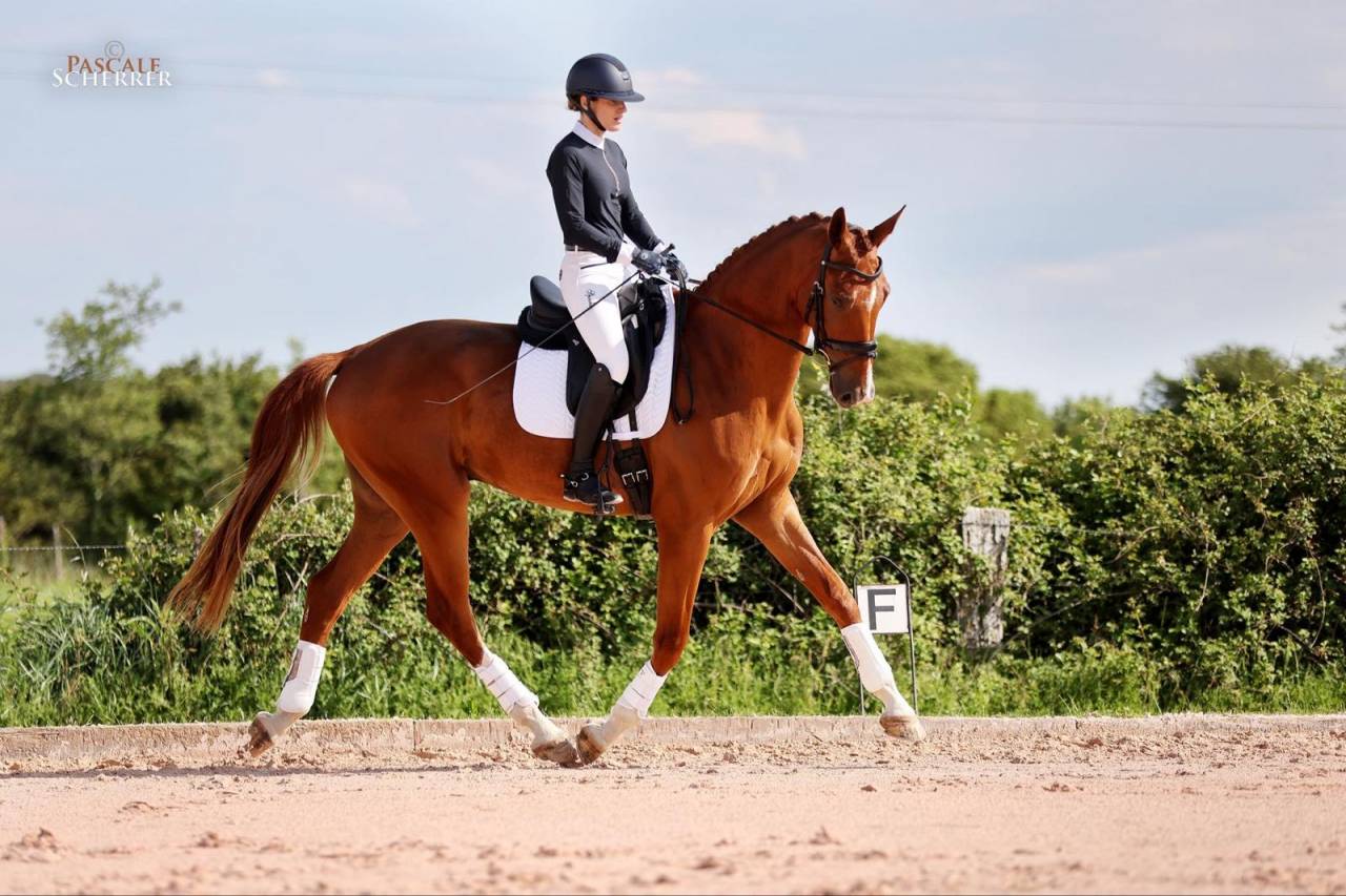 Hongre - Hanovrien - 5 ans - Dressage - France