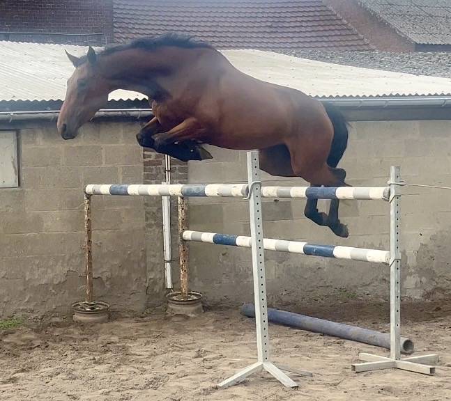 Super jument 3 ans, +-1m70, bwp