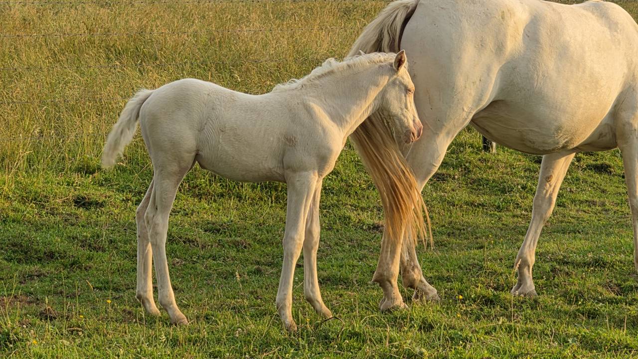 Pouliche cremello 