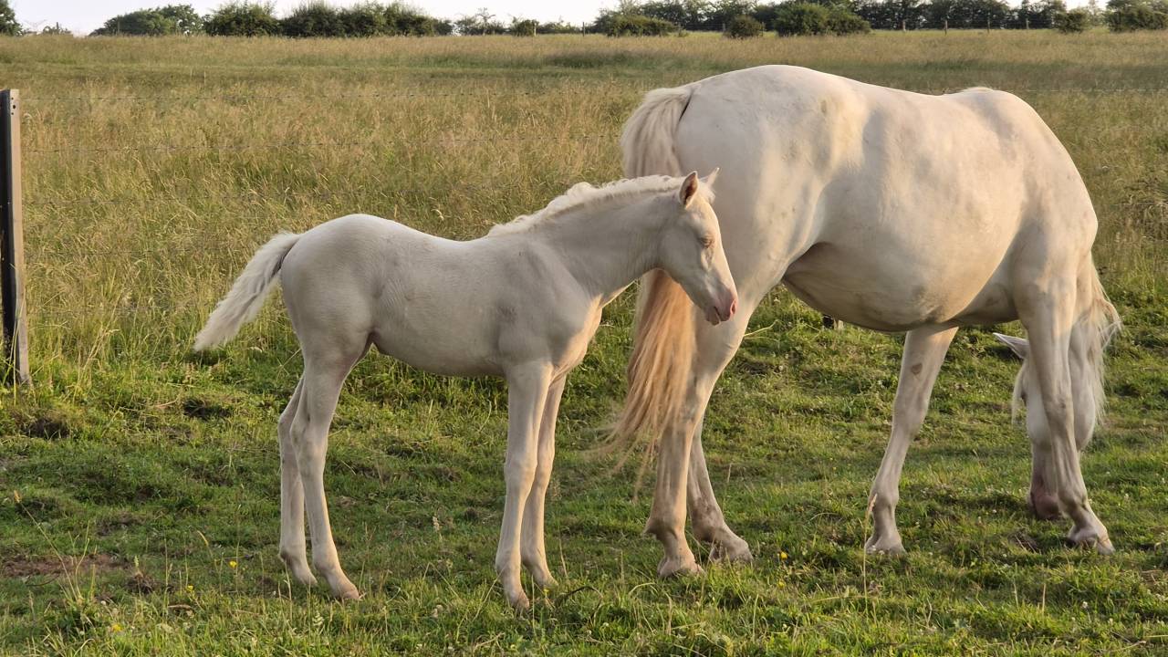 Pouliche cremello 