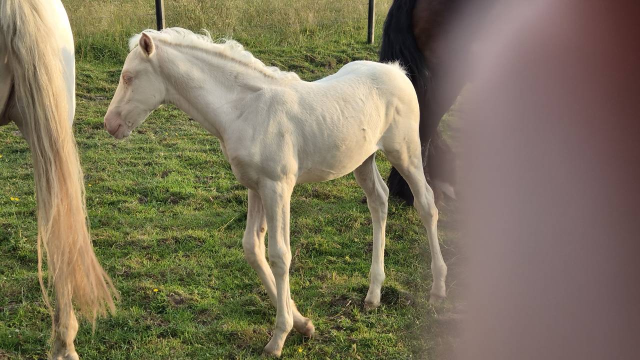 Pouliche cremello 