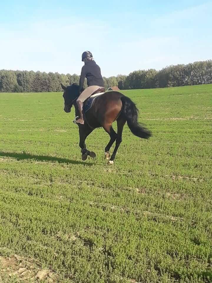 Jument sbs 14 ans pour loisirs 