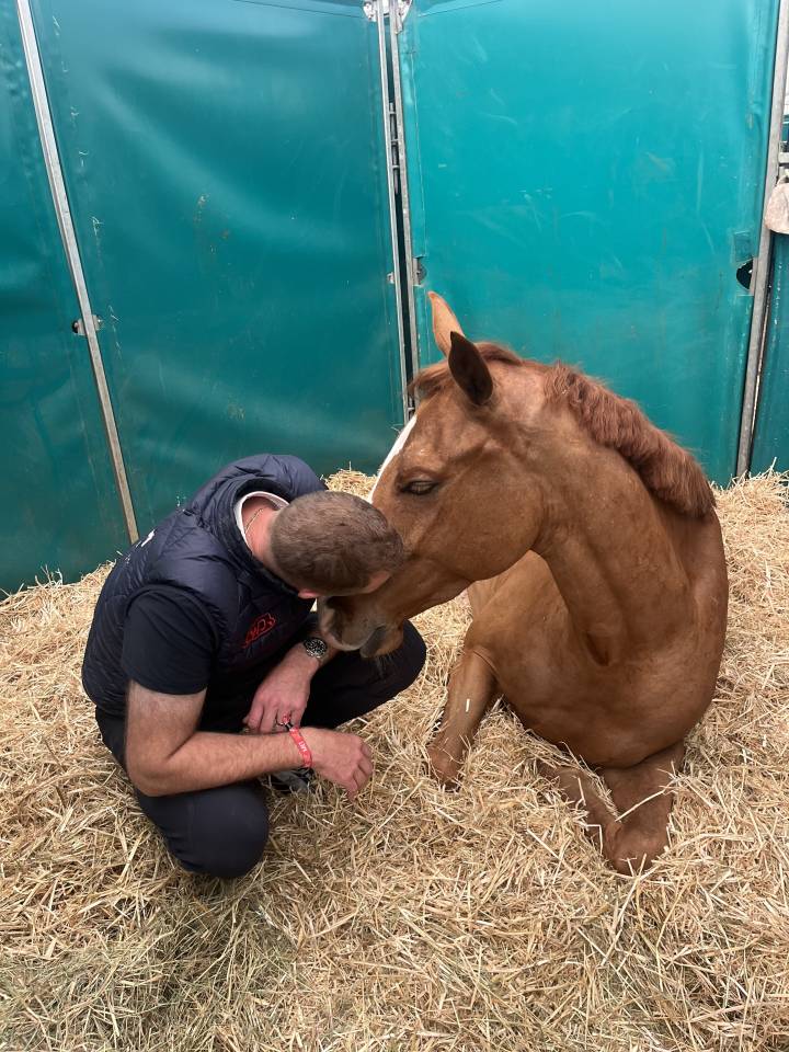 Hongre 5 ans Candy de Nantuel x Vagabond de la pomme 