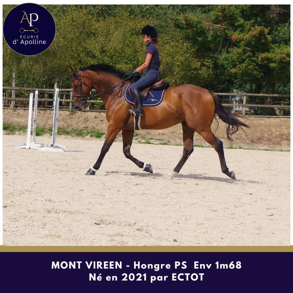 Hongre 5 ans env 1m68 top mental