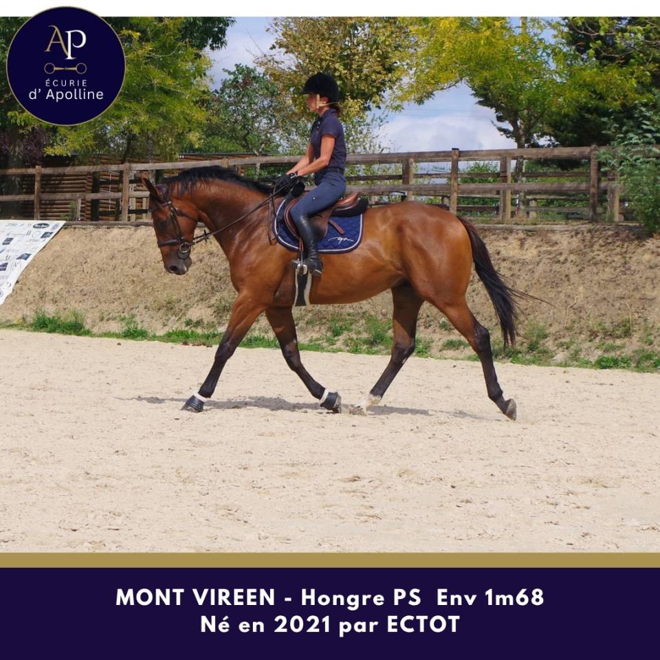 Hongre 5 ans env 1m68 top mental