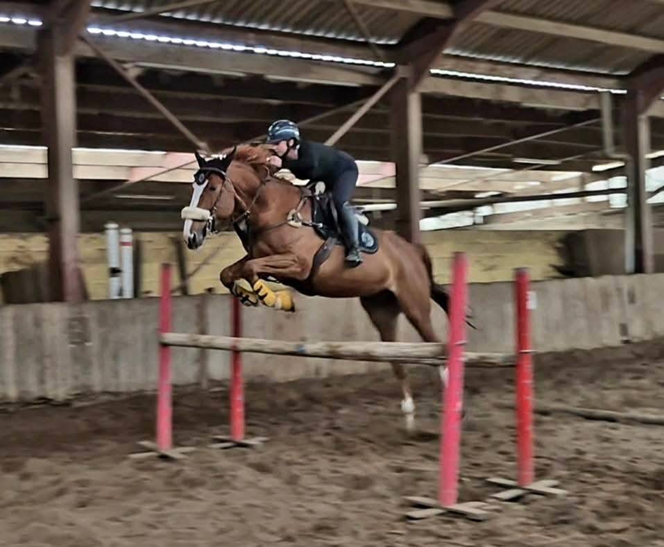 Cheval professeur 