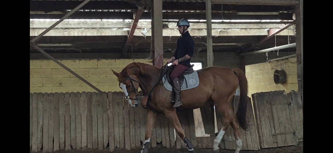 Cheval professeur 