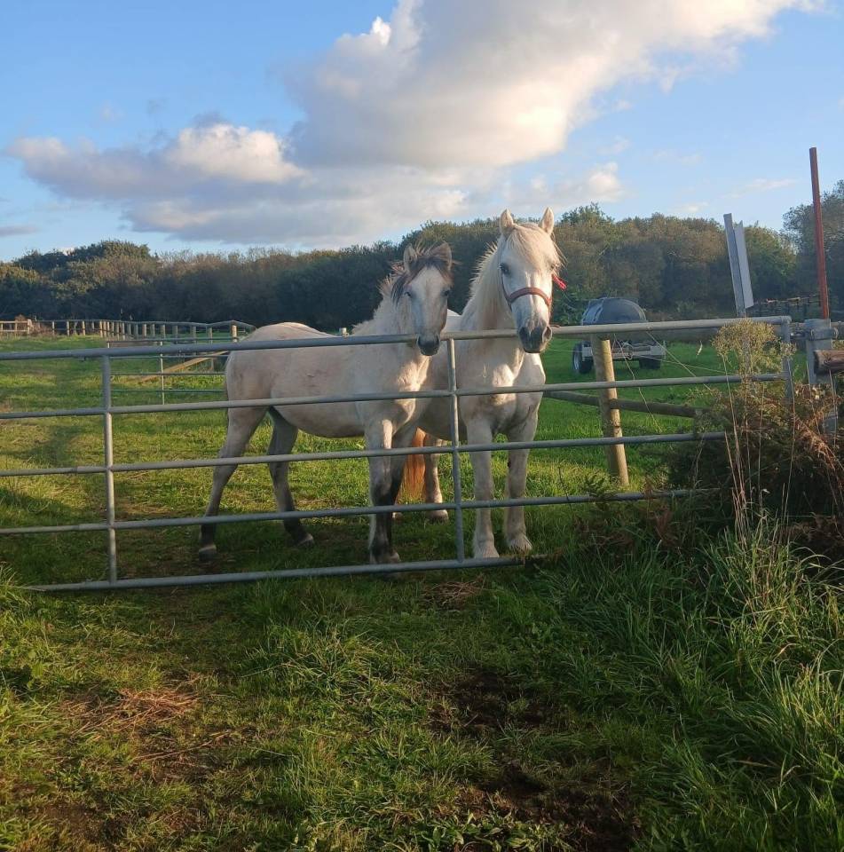 Poney HIGHLAND
