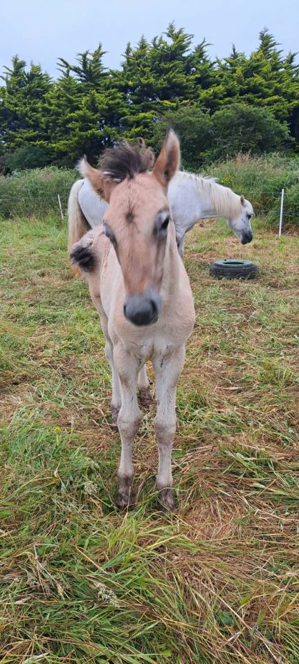 Poney HIGHLAND