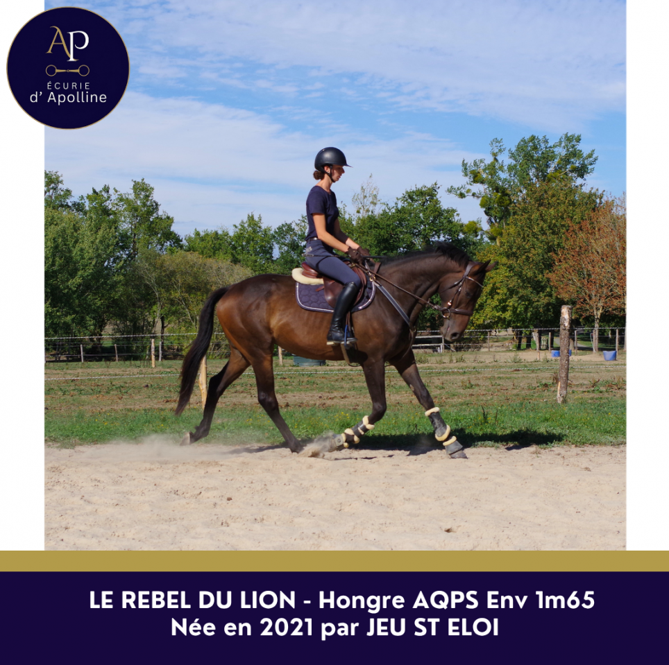 AQPS 5 ans beau mod&egrave;le 