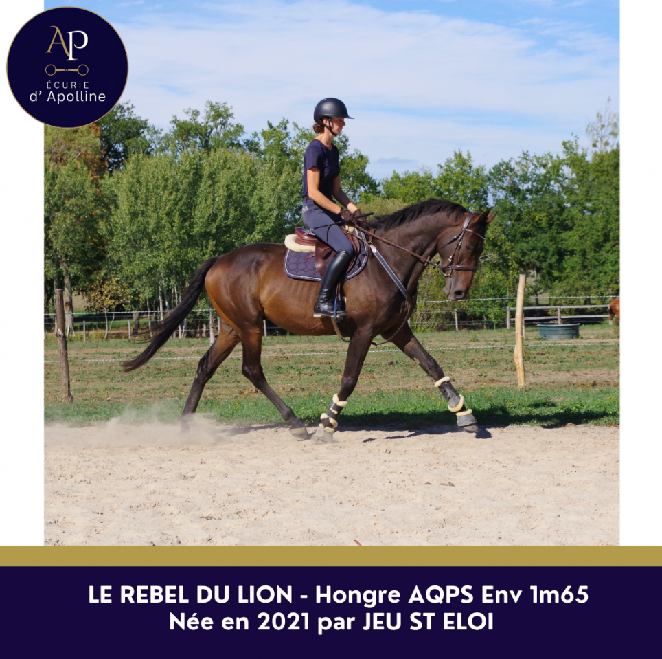 AQPS 5 ans beau mod&egrave;le 