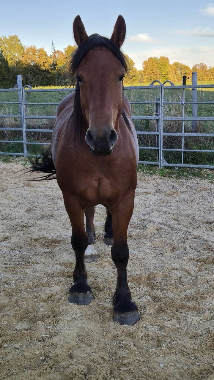 Jument crois&eacute;e cob normand trait belge de 3 ans