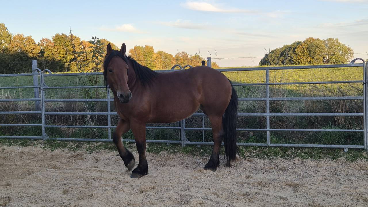 Jument crois&eacute;e cob normand trait belge de 3 ans