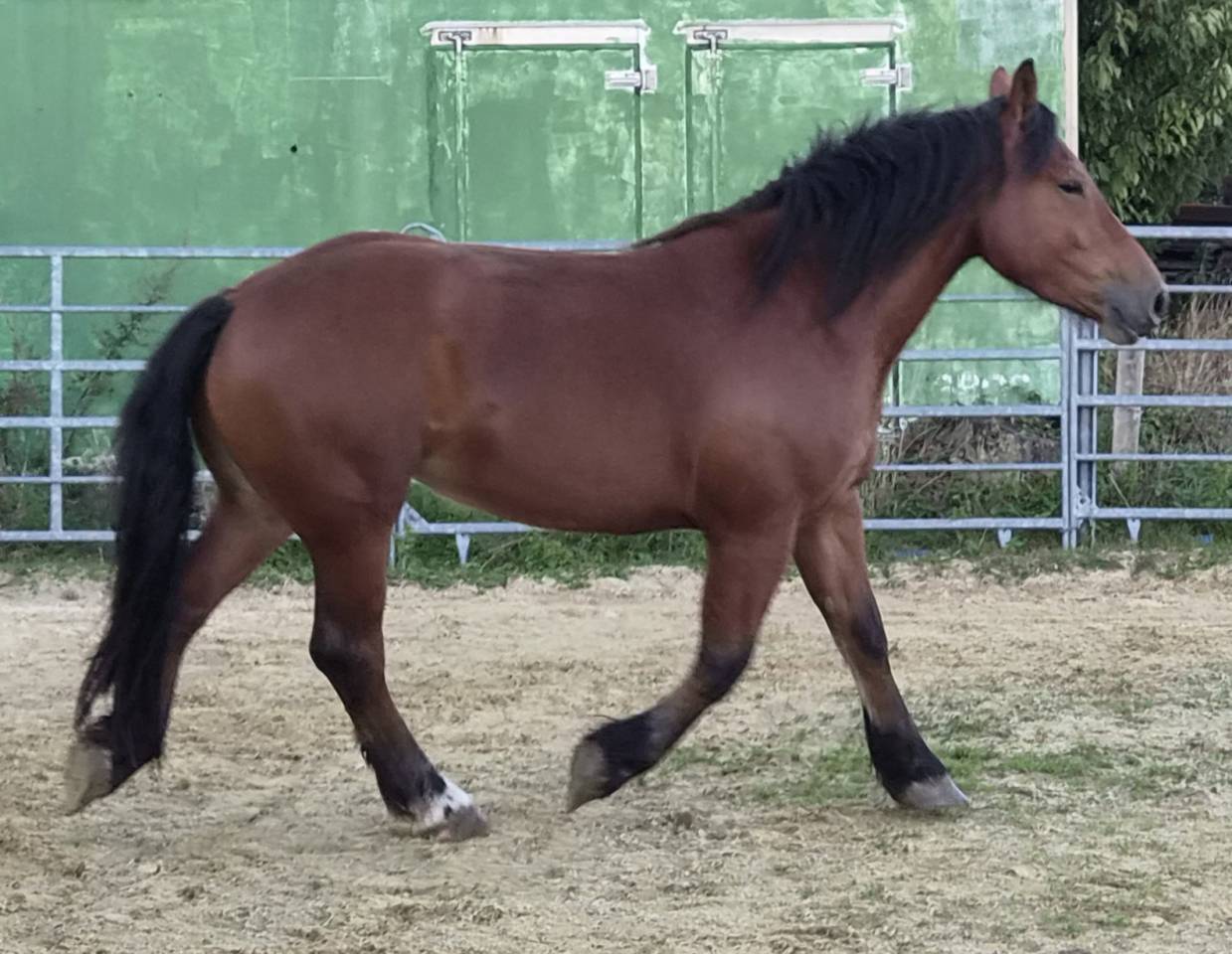 Jument crois&eacute;e cob normand trait belge de 3 ans