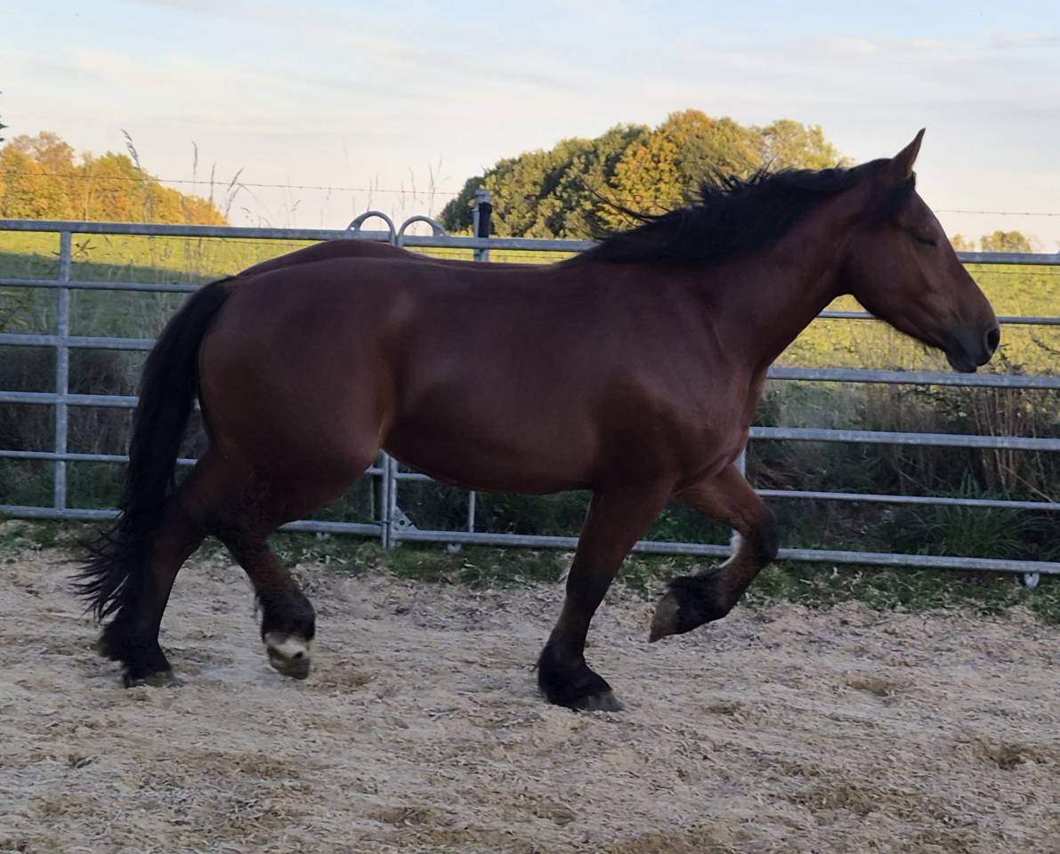 Jument crois&eacute;e cob normand trait belge de 3 ans
