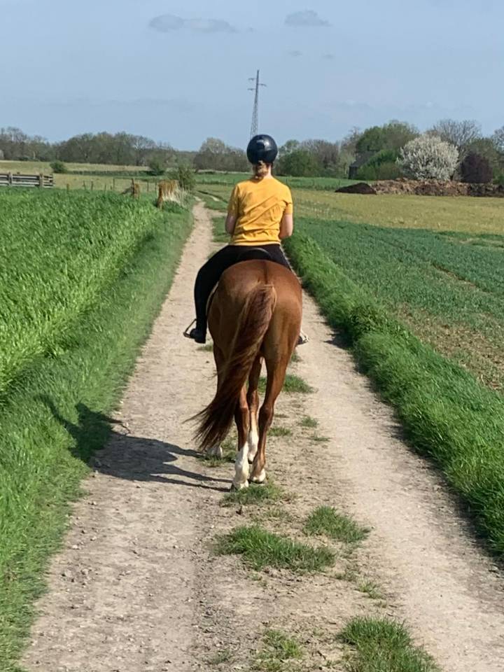 TOP GUN - 7 ans - Belgian Warmblood - Dressage